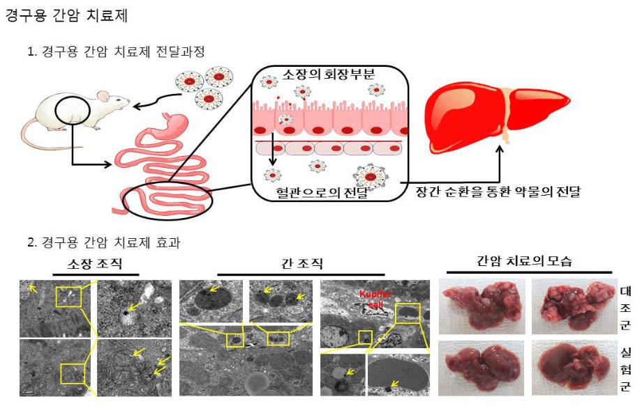 화공생물공학과 이용규 교수, 간암/당뇨2형 치료용 경구형 유전자 치료제 개발