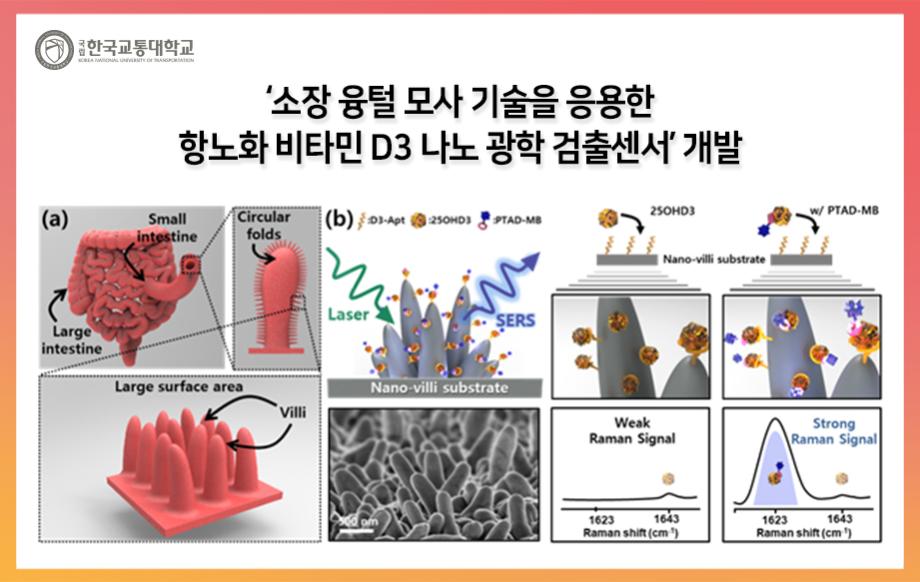 ‘소장 융털 모사 기술을 응용한 항노화 비타민 D3 나노 광학 검출센서’개발